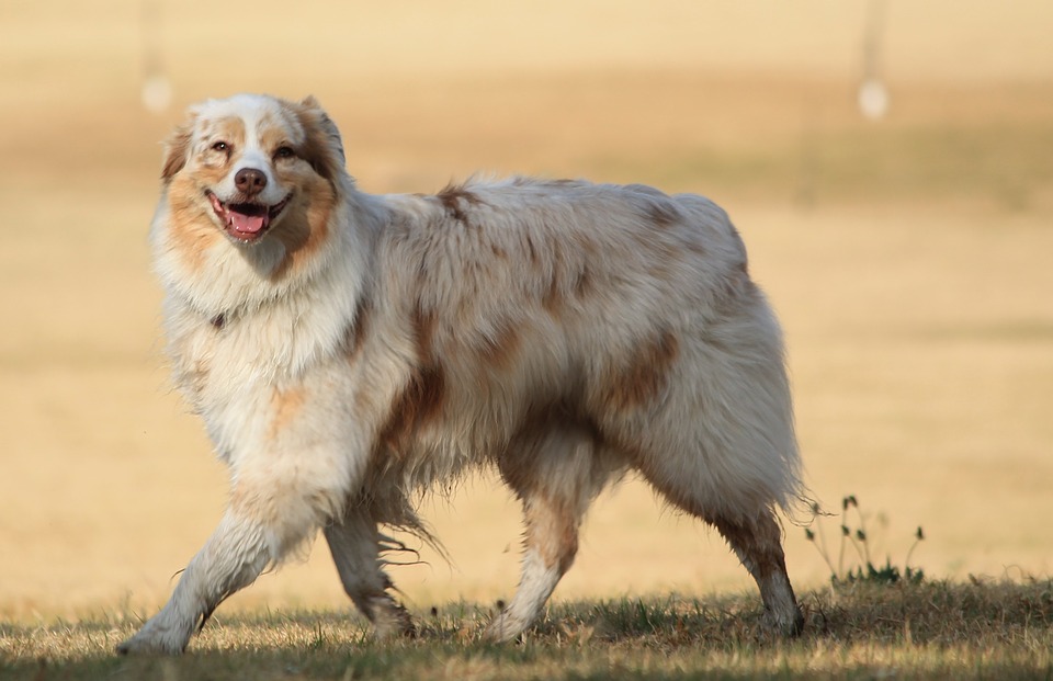 99+ Average Weight Of An Australian Shepherd - L2sanpiero