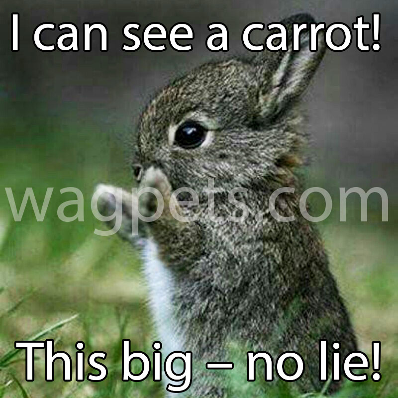 i-can-see-a-carrot-this-big-no-lie – Wag Pet Boutique