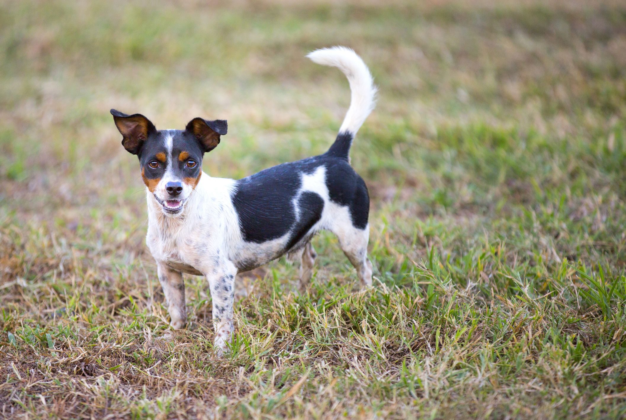 Rat Terrier – Little Dogs On A Big Mission – Wag Pet Boutique