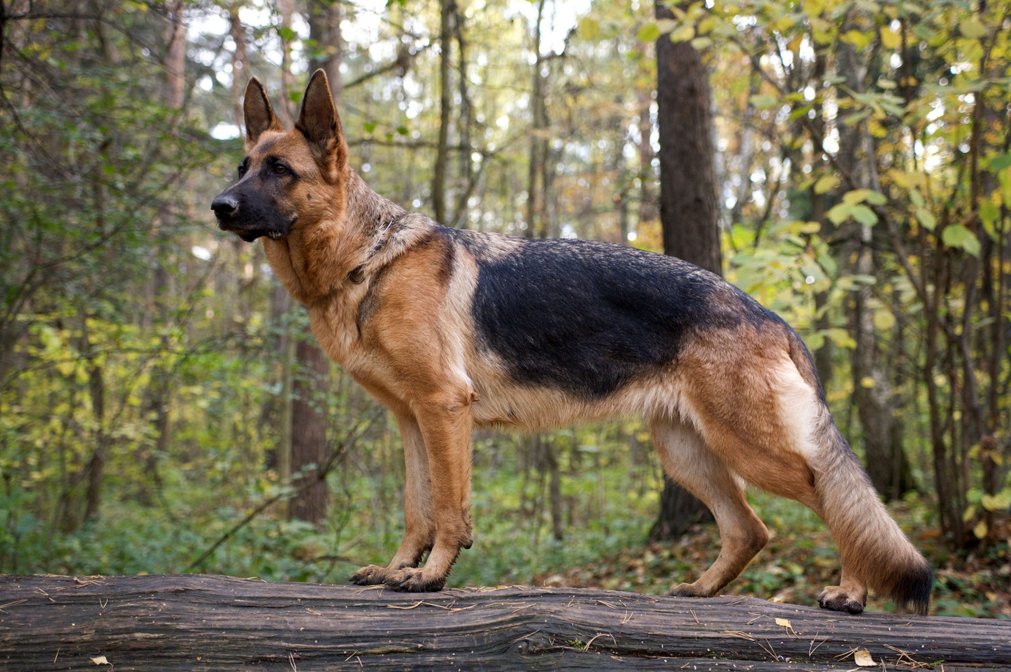 Should You Shave Your German Shepherd